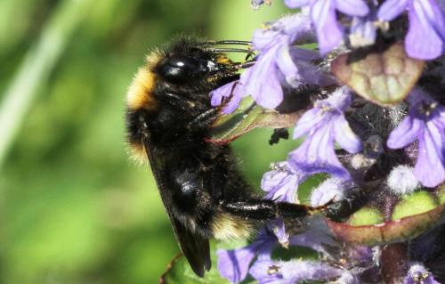 Bombus barbutellus